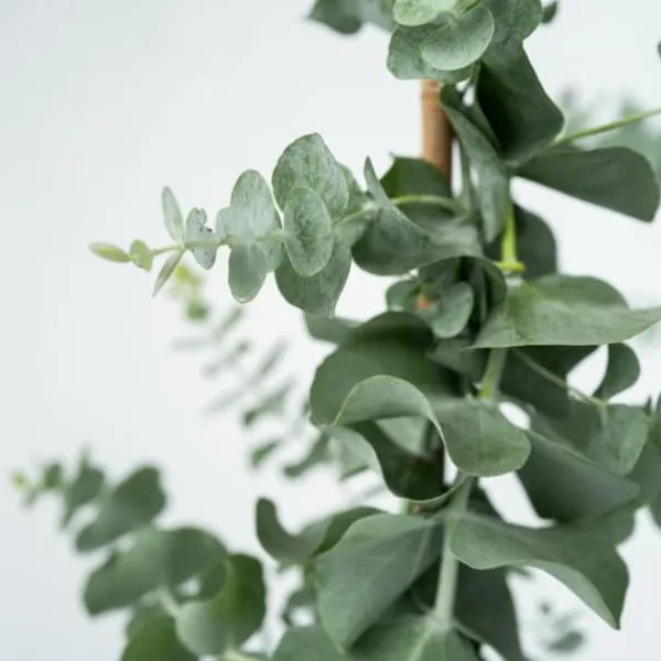 Clearance Eukalyptus - Eucalyptus cinerea 'Silver Dollar' - Højde 90-110cm - ⌀19cm Krukkeplanter Indendørs