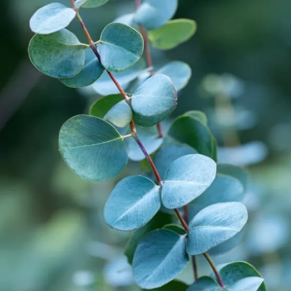 Clearance Eukalyptus - Eucalyptus cinerea 'Silver Dollar' - Højde 90-110cm - ⌀19cm Krukkeplanter Indendørs