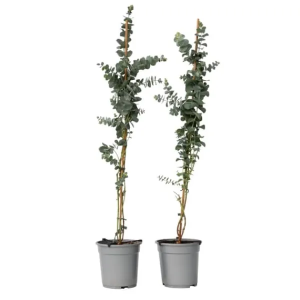 New Eukalyptus - Sæt med 2 - Eucalyptus 'Silver Dollar' - Højde 90-110cm - ⌀19cm Krukkeplanter Indendørs