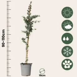 New Eukalyptus - Sæt med 2 - Eucalyptus 'Silver Dollar' - Højde 90-110cm - ⌀19cm Krukkeplanter Indendørs