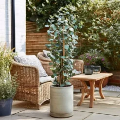 New Eukalyptus - Sæt med 2 - Eucalyptus 'Silver Dollar' - Højde 90-110cm - ⌀19cm Krukkeplanter Indendørs