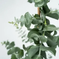New Eukalyptus - Sæt med 2 - Eucalyptus 'Silver Dollar' - Højde 90-110cm - ⌀19cm Krukkeplanter Indendørs