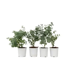 Krukkeplanter Indendørs^Eukalyptus - Sæt med 4 - Eucalyptus 'Pulverulenta' - Højde 25-40cm - ⌀12cm