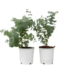 Krukkeplanter Indendørs^Eukalyptus - Sæt med 2 - Eucalyptus 'Pulverulenta' - Højde 25-40cm - ⌀13cm