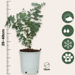 Krukkeplanter Indendørs^Eukalyptus - Sæt med 2 - Eucalyptus 'Pulverulenta' - Højde 25-40cm - ⌀13cm