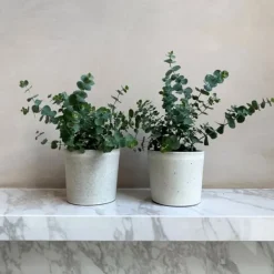 Krukkeplanter Indendørs^Eukalyptus - Sæt med 2 - Eucalyptus 'Pulverulenta' - Højde 25-40cm - ⌀13cm