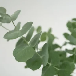 Krukkeplanter Indendørs^Eukalyptus - Sæt med 2 - Eucalyptus 'Pulverulenta' - Højde 25-40cm - ⌀13cm