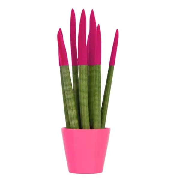 Krukkeplanter Indendørs^Farvet bajonetplante - Sansevieria cylindrica - Højde 20-40cm - ⌀9cm