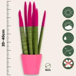 Krukkeplanter Indendørs^Farvet bajonetplante - Sansevieria cylindrica - Højde 20-40cm - ⌀9cm