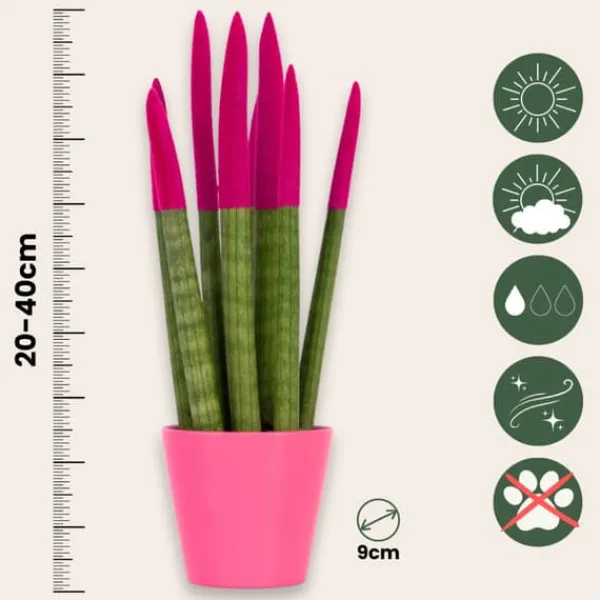 Krukkeplanter Indendørs^Farvet bajonetplante - Sansevieria cylindrica - Højde 20-40cm - ⌀9cm