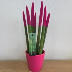 Krukkeplanter Indendørs^Farvet bajonetplante - Sansevieria cylindrica - Højde 20-40cm - ⌀9cm