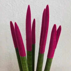 Krukkeplanter Indendørs^Farvet bajonetplante - Sansevieria cylindrica - Højde 20-40cm - ⌀9cm