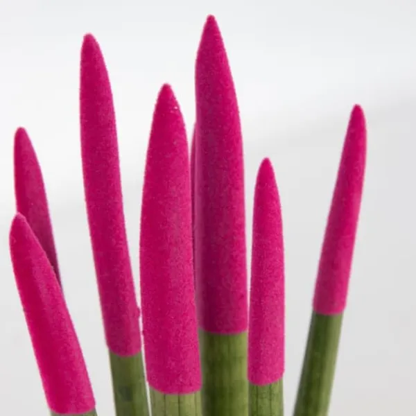Krukkeplanter Indendørs^Farvet bajonetplante - Sansevieria cylindrica - Højde 20-40cm - ⌀9cm
