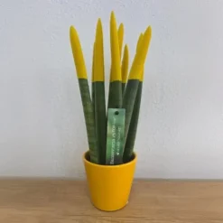 Krukkeplanter Indendørs^Farvet bajonetplante - Sansevieria cylindrica - Højde 20-40cm - ⌀9cm
