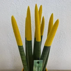 Krukkeplanter Indendørs^Farvet bajonetplante - Sansevieria cylindrica - Højde 20-40cm - ⌀9cm