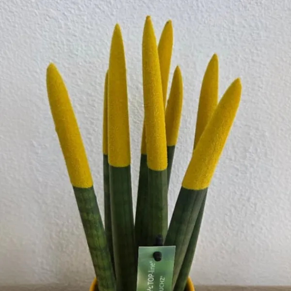 Krukkeplanter Indendørs^Farvet bajonetplante - Sansevieria cylindrica - Højde 20-40cm - ⌀9cm