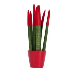 Krukkeplanter Indendørs^Farvet bajonetplante - Sansevieria cylindrica - Højde 20-40cm - ⌀9cm