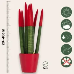 Krukkeplanter Indendørs^Farvet bajonetplante - Sansevieria cylindrica - Højde 20-40cm - ⌀9cm
