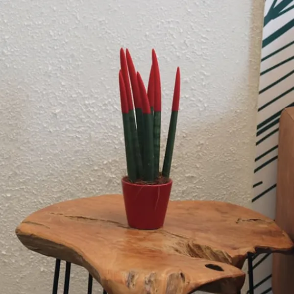 Krukkeplanter Indendørs^Farvet bajonetplante - Sansevieria cylindrica - Højde 20-40cm - ⌀9cm