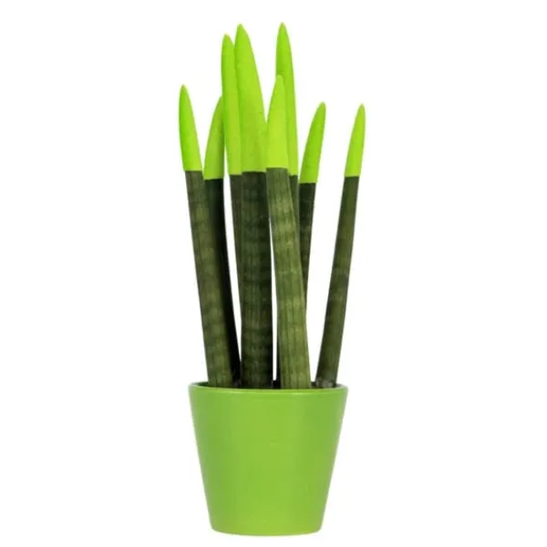 Best Farvet bajonetplante - Sansevieria cylindrica - Højde 20-40cm - ⌀9cm Krukkeplanter Indendørs