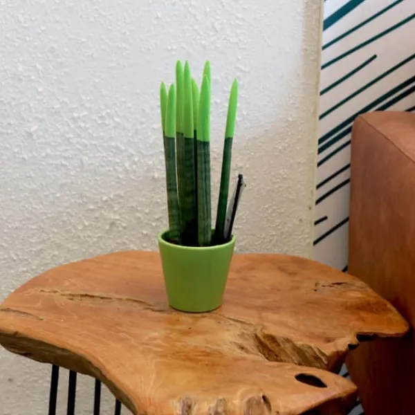 Best Farvet bajonetplante - Sansevieria cylindrica - Højde 20-40cm - ⌀9cm Krukkeplanter Indendørs