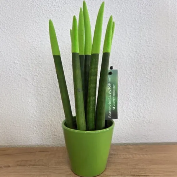 Best Farvet bajonetplante - Sansevieria cylindrica - Højde 20-40cm - ⌀9cm Krukkeplanter Indendørs