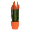 Krukkeplanter Indendørs^Farvet bajonetplante - Sansevieria cylindrica - Højde 20-40cm - ⌀9cm