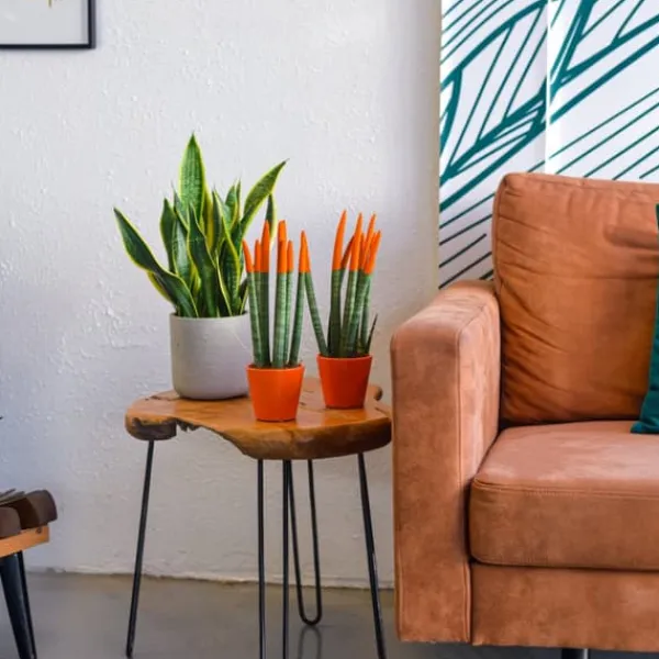 Krukkeplanter Indendørs^Farvet bajonetplante - Sansevieria cylindrica - Højde 20-40cm - ⌀9cm