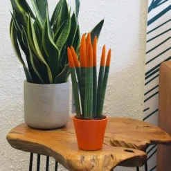 Krukkeplanter Indendørs^Farvet bajonetplante - Sansevieria cylindrica - Højde 20-40cm - ⌀9cm