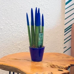 Outlet Farvet bajonetplante - Sansevieria cylindrica - Højde 20-40cm - ⌀9cm Krukkeplanter Indendørs