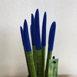 Outlet Farvet bajonetplante - Sansevieria cylindrica - Højde 20-40cm - ⌀9cm Krukkeplanter Indendørs