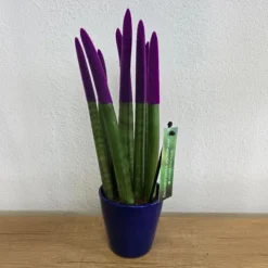 Outlet Farvet bajonetplante - Sansevieria cylindrica - Højde 20-40cm - ⌀9cm Krukkeplanter Indendørs