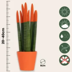 Krukkeplanter Indendørs^Farvet bajonetplante - Sæt med 2 - Sansevieria cylindrica - Højde 20-40cm - ⌀9cm