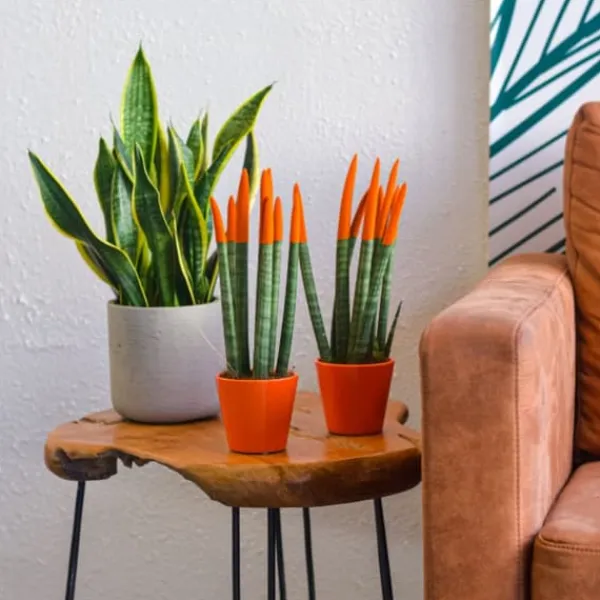 Krukkeplanter Indendørs^Farvet bajonetplante - Sæt med 2 - Sansevieria cylindrica - Højde 20-40cm - ⌀9cm