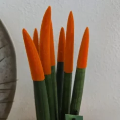 Krukkeplanter Indendørs^Farvet bajonetplante - Sæt med 2 - Sansevieria cylindrica - Højde 20-40cm - ⌀9cm