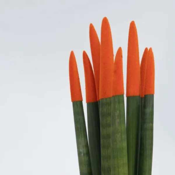 Krukkeplanter Indendørs^Farvet bajonetplante - Sæt med 2 - Sansevieria cylindrica - Højde 20-40cm - ⌀9cm