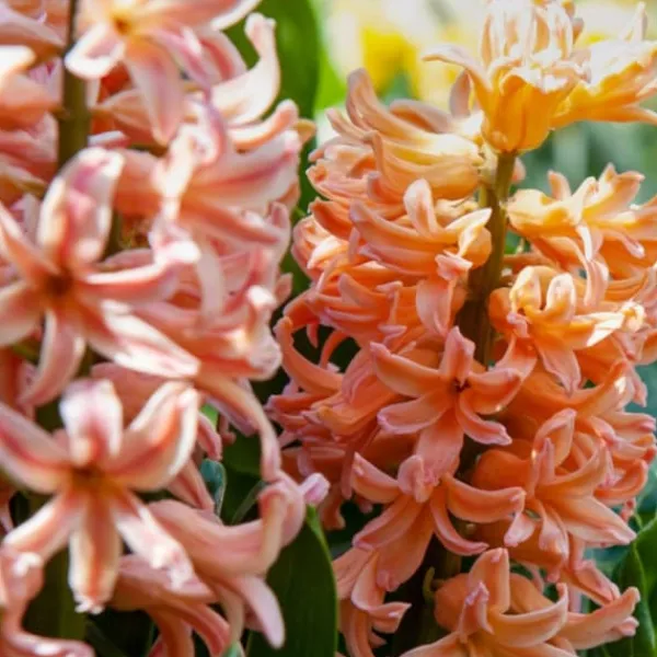 Frø^Ferskenblush - Sæt med 25 - Narcissus, Tulipa, Hyacinthus - Blomsterløg