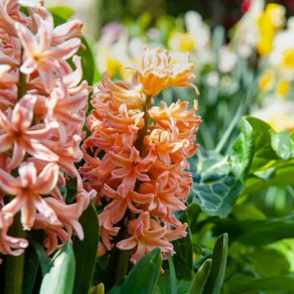 Frø^Ferskenblush - Sæt med 25 - Narcissus, Tulipa, Hyacinthus - Blomsterløg