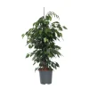 Discount Ficus - Ficus benjamina 'Danielle' - Højde 100-110cm - ⌀21cm Krukkeplanter Indendørs