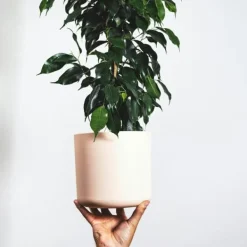 Discount Ficus - Ficus benjamina 'Danielle' - Højde 100-110cm - ⌀21cm Krukkeplanter Indendørs