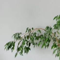 Discount Ficus - Ficus benjamina 'Danielle' - Højde 100-110cm - ⌀21cm Krukkeplanter Indendørs