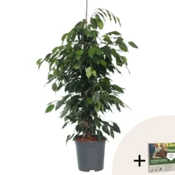 Krukkeplanter Indendørs^Ficus - Ficus benjamina 'Danielle' - Højde 100-110cm - ⌀21cm
