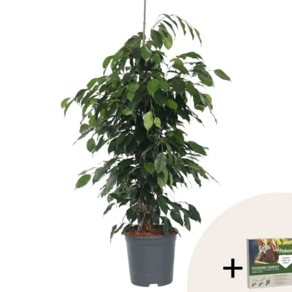 Krukkeplanter Indendørs^Ficus - Ficus benjamina 'Danielle' - Højde 100-110cm - ⌀21cm