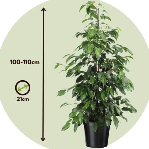 Krukkeplanter Indendørs^Ficus - Ficus benjamina 'Danielle' - Højde 100-110cm - ⌀21cm