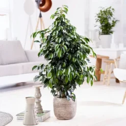 Krukkeplanter Indendørs^Ficus - Ficus benjamina 'Danielle' - Højde 100-110cm - ⌀21cm