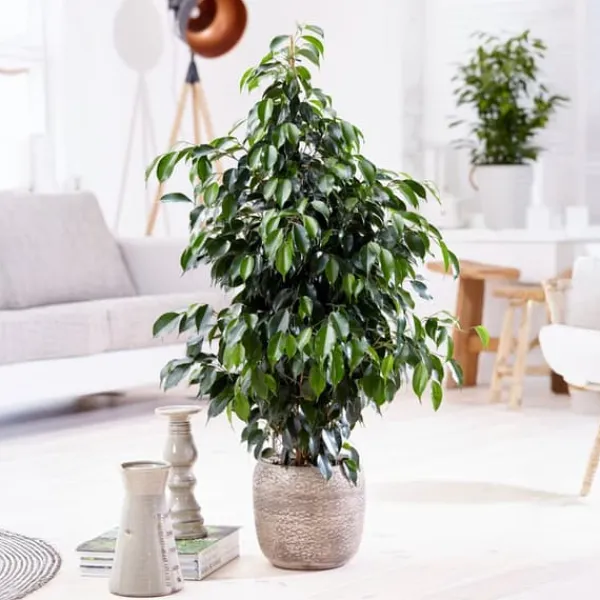 Krukkeplanter Indendørs^Ficus - Ficus benjamina 'Danielle' - Højde 100-110cm - ⌀21cm