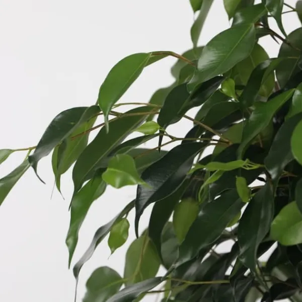 Krukkeplanter Indendørs^Ficus - Ficus benjamina 'Danielle' - Højde 100-110cm - ⌀21cm