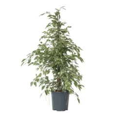 Best Ficus - Ficus Benjamina 'Twilight' - Højde 100-110cm - ⌀21cm Krukkeplanter Indendørs