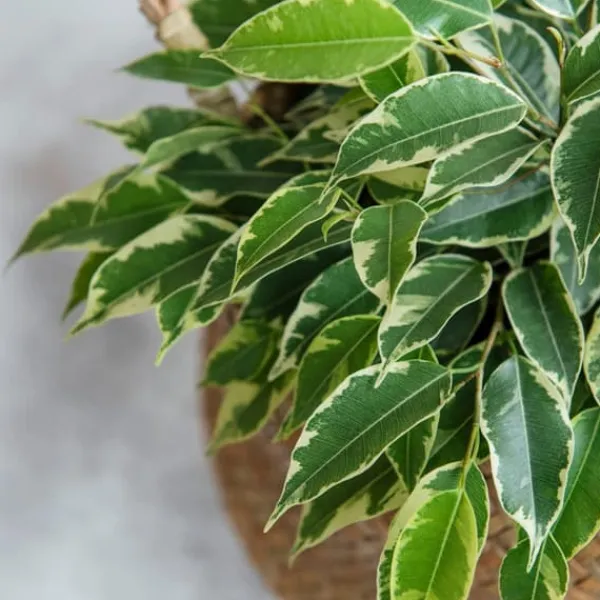Best Ficus - Ficus Benjamina 'Twilight' - Højde 100-110cm - ⌀21cm Krukkeplanter Indendørs
