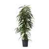 Krukkeplanter Indendørs^Ficus - Ficus binnendijkii - Højde 100-110cm - ⌀21cm
